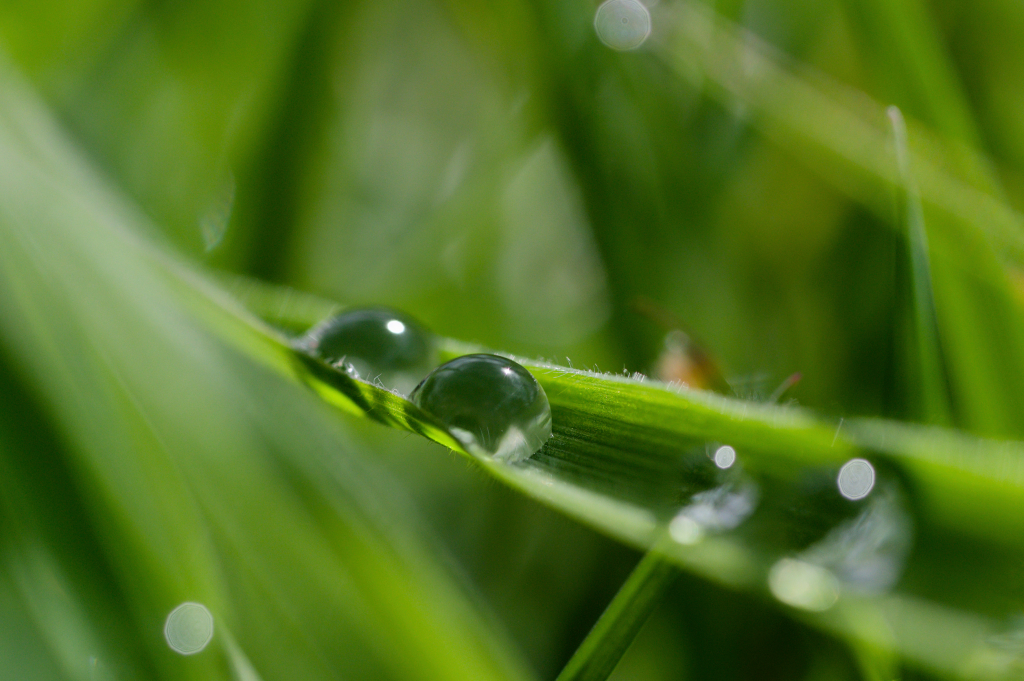 Macro fotografie